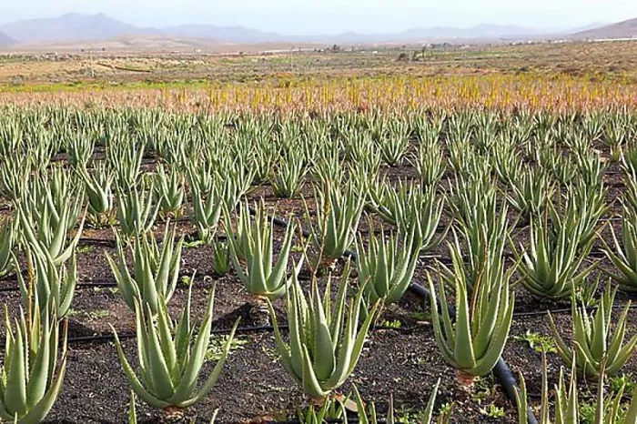 Framed Print : Aloe Vera Cultivation on Fuerteventura Framed Print : Aloe Vera Cultivation on Fuerteventura