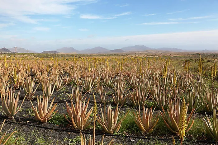 Framed Print : Aloe vera cultivation on Fuerteventura, Canary Islands, Spain, Europe Framed Print : Aloe vera cultivation on Fuerteventura, Canary Islands, Spain, Europe