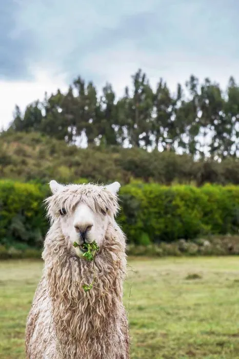 Framed Print : Alpaca at the old Inca site of Sacsayhuaman above Cusco / Peru Framed Print : Alpaca at the old Inca site of Sacsayhuaman above Cusco / Peru