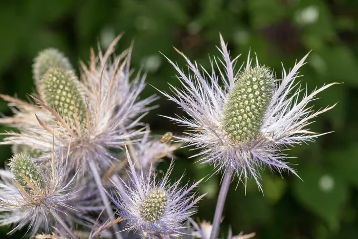 Framed Print : Alpine sea holly or queen of the Alps (Eryngium alpinum), inflorescence particular, Trentino, Italy Framed Print : Alpine sea holly or queen of the Alps (Eryngium alpinum), inflorescence particular, Trentino, Italy
