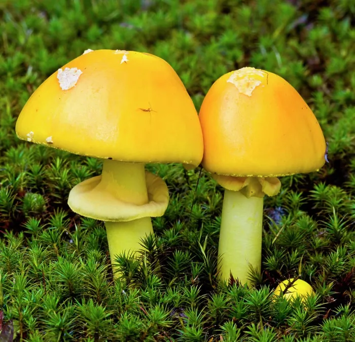 Framed Print : Amanita muscaria mushrooms in bed of moss. Lively, Ontario, Canada