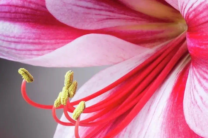 Framed Print : Amaryllis, Hippeastrum Gervase Framed Print : Amaryllis, Hippeastrum Gervase