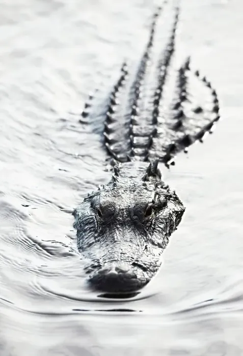 Framed Print : American alligator (Alligator mississippiensis) in swamp Framed Print : American alligator (Alligator mississippiensis) in swamp