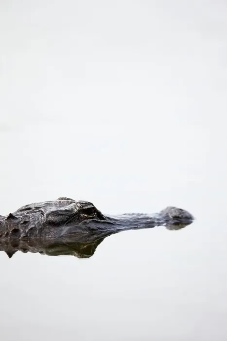 Framed Print : American alligator (Alligator mississippiensis) in swamp Framed Print : American alligator (Alligator mississippiensis) in swamp