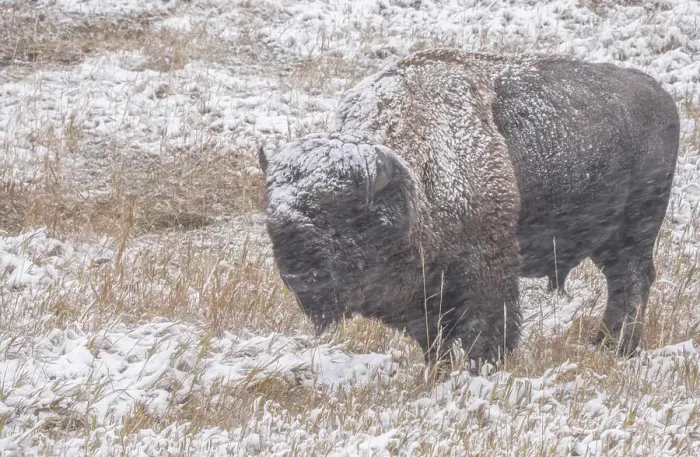 Framed Print : American bison (Bison Bison) in a driving snow storm Framed Print : American bison (Bison Bison) in a driving snow storm