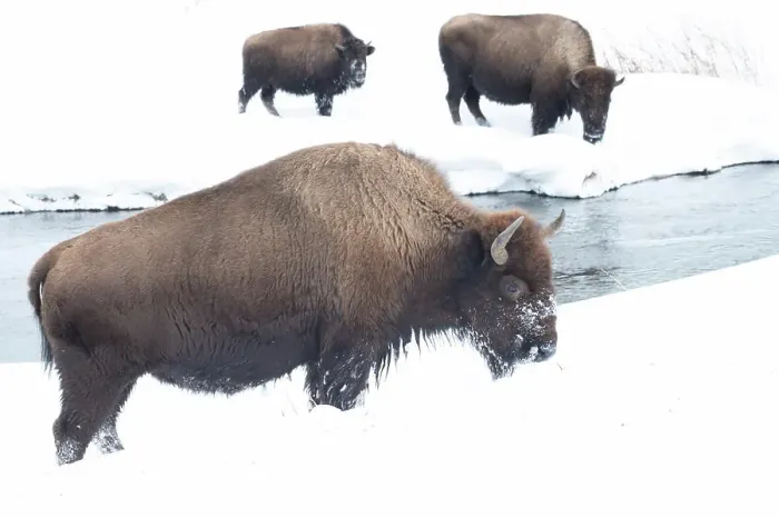 Framed Print : American bison (Bison Bison) in the snow on a river bank Framed Print : American bison (Bison Bison) in the snow on a river bank