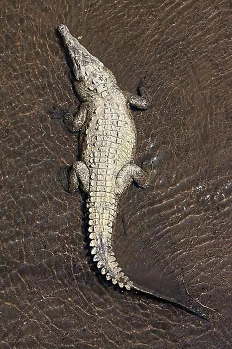 Framed Print : American crocodile (Crocodylus acutus) rests in water Framed Print : American crocodile (Crocodylus acutus) rests in water