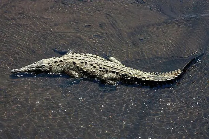 Framed Print : American crocodile (Crocodylus acutus) rests in water