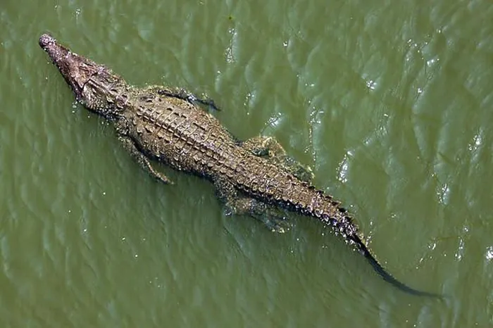 Framed Print : American crocodile (Crocodylus acutus) swims in water Framed Print : American crocodile (Crocodylus acutus) swims in water