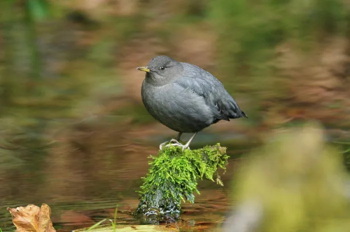 Framed Print : American Dipper at rest Hoh Rainforest Olympic PN USA