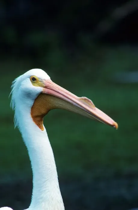 Framed Print : American white pelican (Pelecanus erythrorhynchos) breeding male Framed Print : American white pelican (Pelecanus erythrorhynchos) breeding male