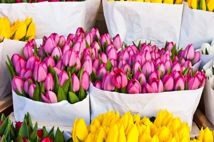 Framed Print : Detail of Amsterdam flowers market: the best tulips of the world Framed Print : Detail of Amsterdam flowers market: the best tulips of the world