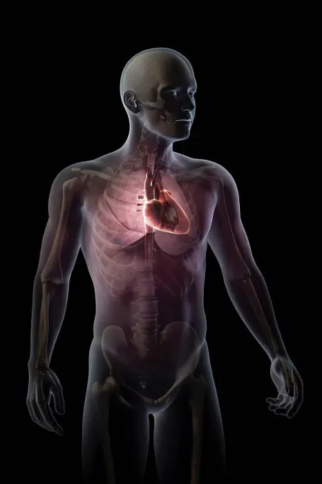 Framed Print : Anatomical model showing the position of the human heart within the chest Framed Print : Anatomical model showing the position of the human heart within the chest