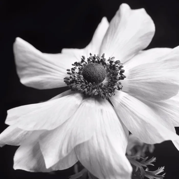 Framed Print : Anemone Flower in Bloom, Close-Up Framed Print : Anemone Flower in Bloom, Close-Up