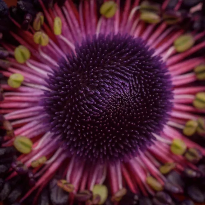 Framed Print : Anemone Flower, Center, Close-Up Framed Print : Anemone Flower, Center, Close-Up