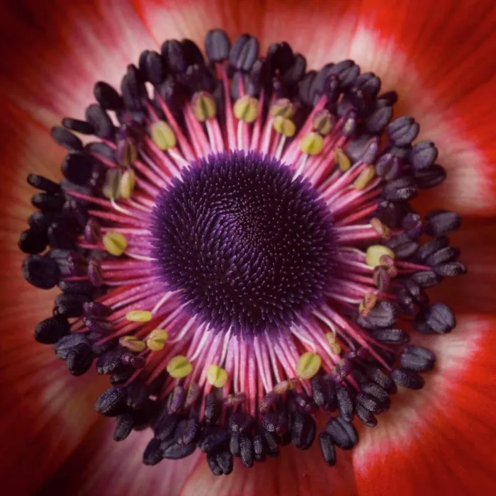 Framed Print : Anemone Flower, Center, Close-Up Framed Print : Anemone Flower, Center, Close-Up