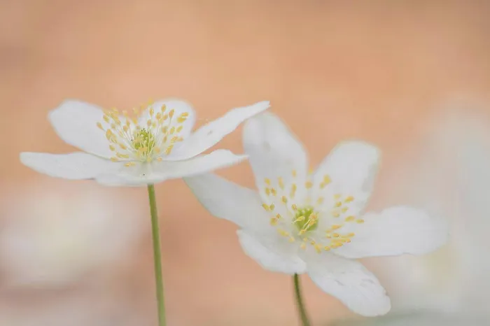 Framed Print : Anemone nemorosa, wood anemone flower outside Framed Print : Anemone nemorosa, wood anemone flower outside