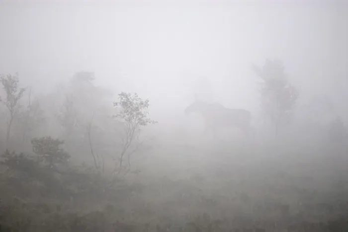 Framed Print : Animal in fog Framed Print : Animal in fog