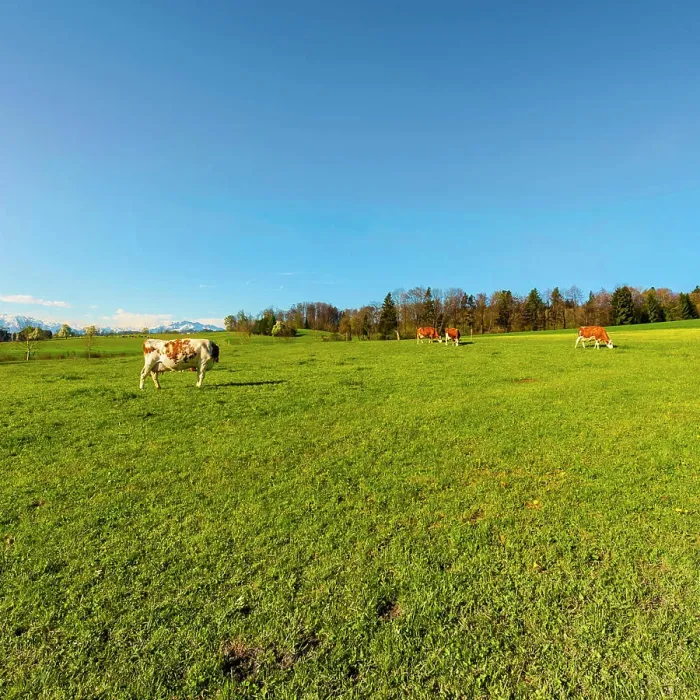 Framed Print : Animal husbandry in Switzerland Cows grazing on fresh green mountain pastures on the background of snow-capped Alps Framed Print : Animal husbandry in Switzerland Cows grazing on fresh green mountain pastures on the background of snow-capped Alps