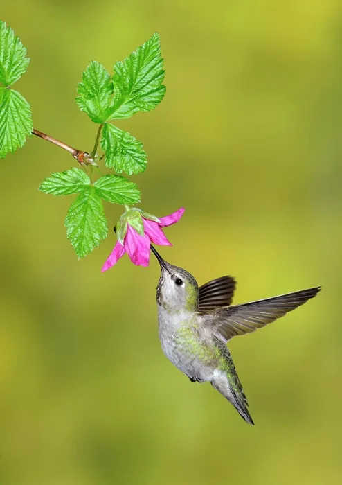 Framed Print : Anna´s Hummingbird Calypte anna at flower, Victoria, British Columbia, Canada Framed Print : Anna´s Hummingbird Calypte anna at flower, Victoria, British Columbia, Canada