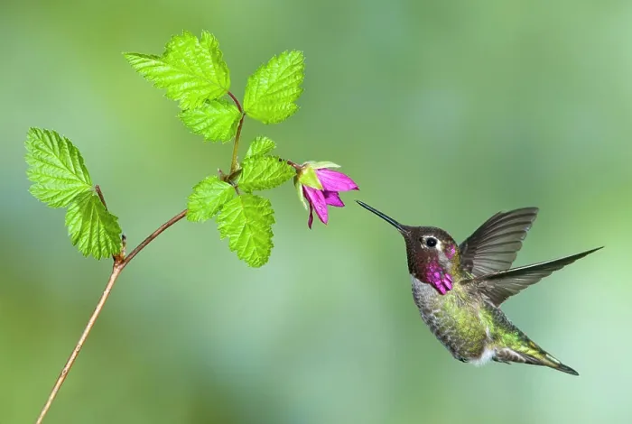 Framed Print : Anna´s Hummingbird Calypte anna at flower, Victoria, British Columbia, Canada Framed Print : Anna´s Hummingbird Calypte anna at flower, Victoria, British Columbia, Canada