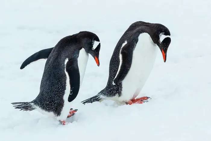 Framed Print : Antarctica Climate Change Courtship Gentoo Penguin Framed Print : Antarctica Climate Change Courtship Gentoo Penguin