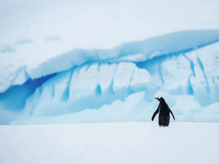 Framed Print : Antarctica Climate Change Drake Passage Gentoo Penguin Framed Print : Antarctica Climate Change Drake Passage Gentoo Penguin