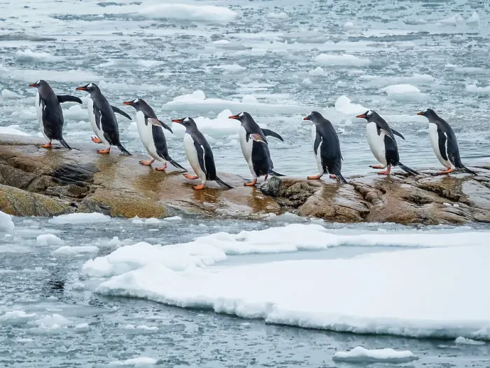 Framed Print : Antarctica Climate Change Drake Passage Gentoo Penguins Framed Print : Antarctica Climate Change Drake Passage Gentoo Penguins