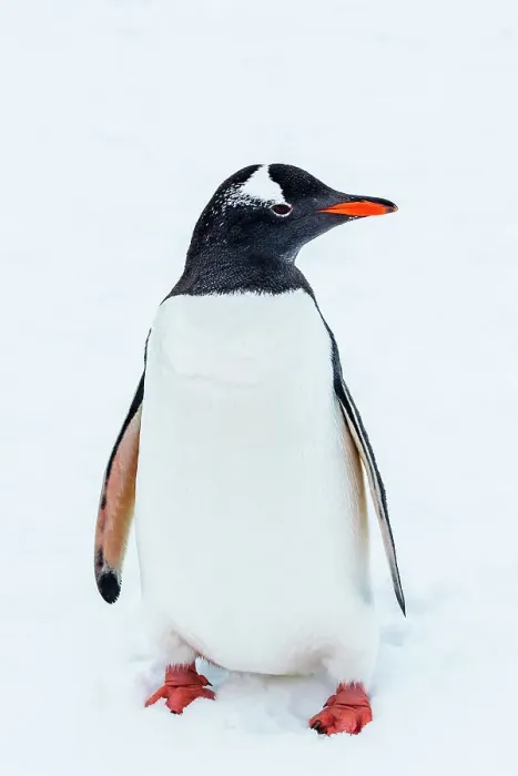 Framed Print : Antarctica Climate Change Gentoo Penguin Global Warming Framed Print : Antarctica Climate Change Gentoo Penguin Global Warming