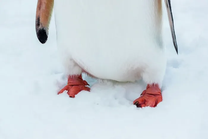 Framed Print : Antarctica Climate Change Gentoo Penguin Global Warming Framed Print : Antarctica Climate Change Gentoo Penguin Global Warming