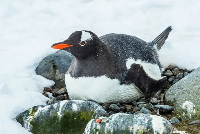 Framed Print : Antarctica Climate Change Gentoo Penguin Global Warming Framed Print : Antarctica Climate Change Gentoo Penguin Global Warming