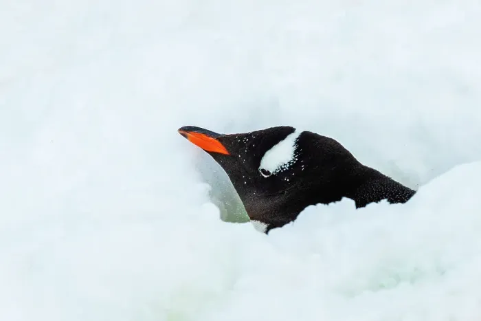 Framed Print : Antarctica Climate Change Gentoo Penguin Global Warming Framed Print : Antarctica Climate Change Gentoo Penguin Global Warming