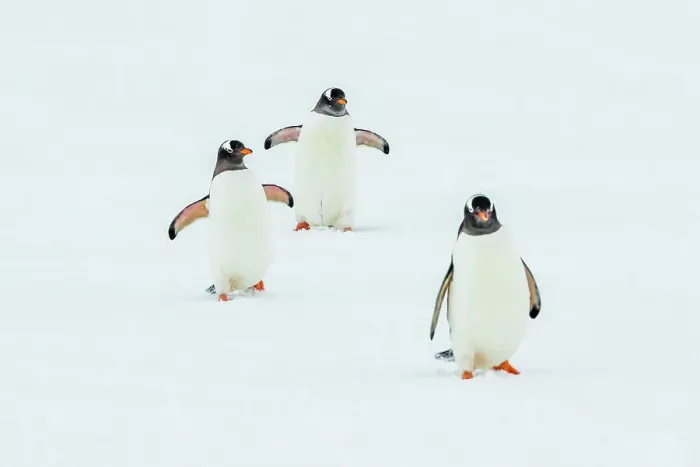 Framed Print : Antarctica Climate Change Gentoo Penguin Global Warming Framed Print : Antarctica Climate Change Gentoo Penguin Global Warming