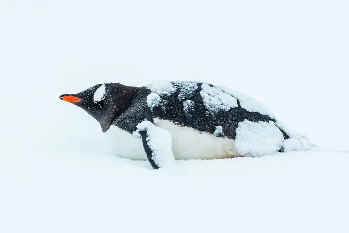 Framed Print : Antarctica Climate Change Gentoo Penguin Global Warming Framed Print : Antarctica Climate Change Gentoo Penguin Global Warming