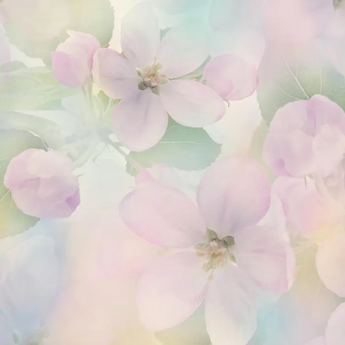 Framed Print : Apple Tree Flowers close up Pink Apple Tree Flowers close up for Background Copyright: xZoonar Framed Print : Apple Tree Flowers close up Pink Apple Tree Flowers close up for Background Copyright: xZoonar
