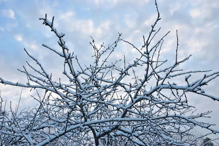 Framed Print : The Apple tree under snow The Apple tree under snow against the background of blue sky and clouds Framed Print : The Apple tree under snow The Apple tree under snow against the background of blue sky and clouds