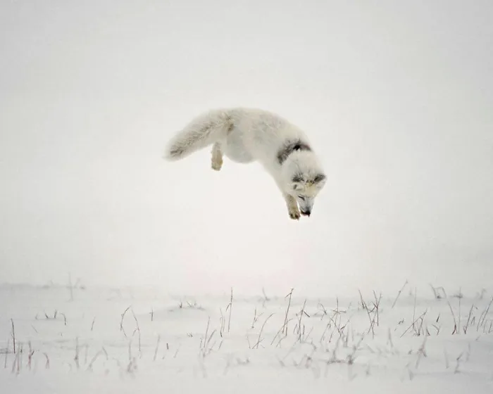 Framed Print : Arctic Fox Hunting Rodents on the North Slope of the Brooks Range, Alaska