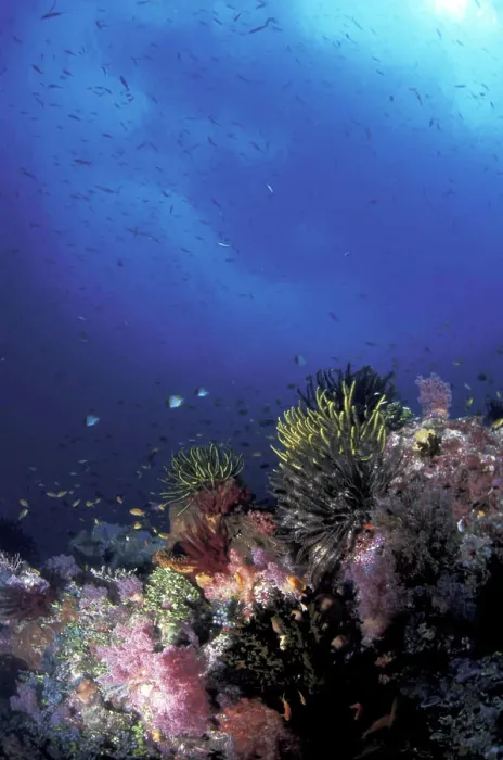 Framed Print : Asia, Papua New Guinea. Healthy reef system Framed Print : Asia, Papua New Guinea. Healthy reef system