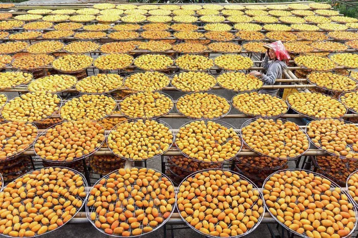 Framed Print : From above of Asian woman in hat smiling while exploring factory with orange drying in sun persimmon during travel