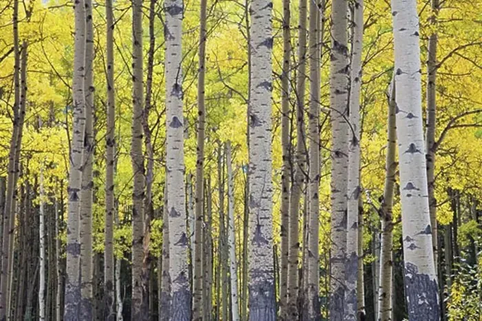 Framed Print : Aspen Grove in Autumn, Banff National Park, Alberta, Canada Framed Print : Aspen Grove in Autumn, Banff National Park, Alberta, Canada