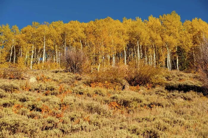 Framed Print : Aspen grove at autumn in Rocky Mountains. Aspen grove at autumn in Rocky Mountain National Park. Colorado, USA Framed Print : Aspen grove at autumn in Rocky Mountains. Aspen grove at autumn in Rocky Mountain National Park. Colorado, USA
