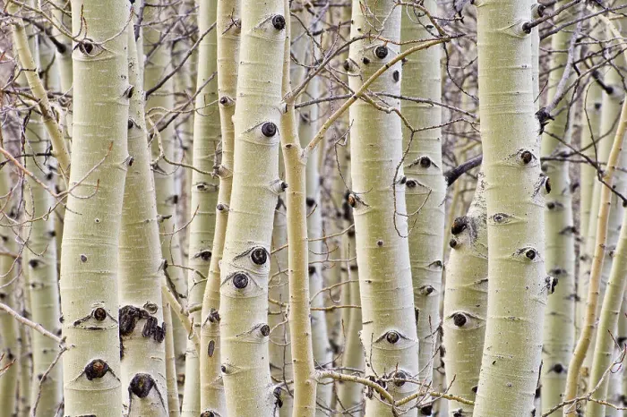 Framed Print : Aspen trees in winter; Hart Mountain National Antelope Refuge, Oregon Framed Print : Aspen trees in winter; Hart Mountain National Antelope Refuge, Oregon