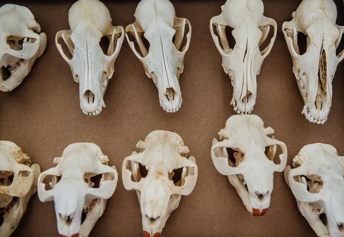 Framed Print : assorted animal skulls for sale at a flea market Framed Print : assorted animal skulls for sale at a flea market