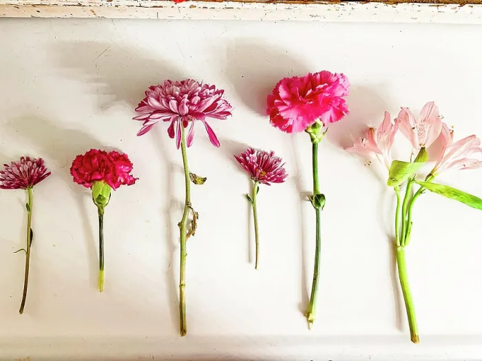 Framed Print : Assorted pink and red flowers laid out on a white surface Framed Print : Assorted pink and red flowers laid out on a white surface