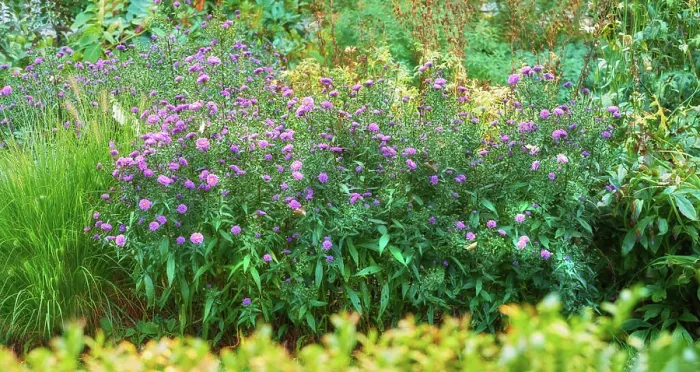 Framed Print : Aster flowers growing in a lush green botanical garden in summer