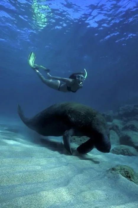 Framed Print : Atlantic Ocean Palm Beach Snorkeler with Manatee near reef trichechus manatus Framed Print : Atlantic Ocean Palm Beach Snorkeler with Manatee near reef trichechus manatus