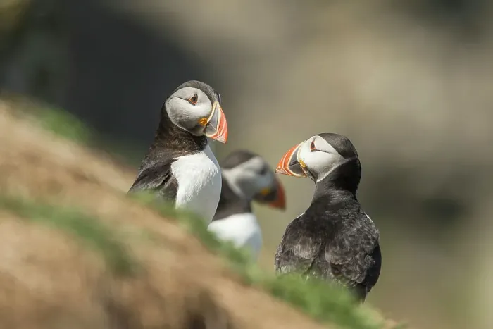 Framed Print : Atlantic Puffin (Fratercula arcitica) leaving burrow Framed Print : Atlantic Puffin (Fratercula arcitica) leaving burrow