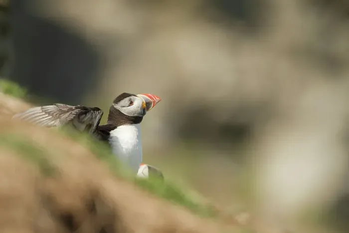 Framed Print : Atlantic Puffin (Fratercula arcitica) leaving burrow Framed Print : Atlantic Puffin (Fratercula arcitica) leaving burrow