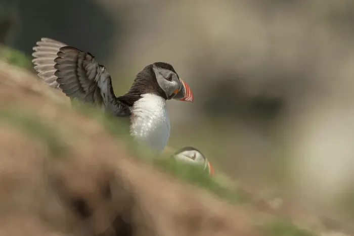 Framed Print : Atlantic Puffin (Fratercula arcitica) leaving burrow Framed Print : Atlantic Puffin (Fratercula arcitica) leaving burrow