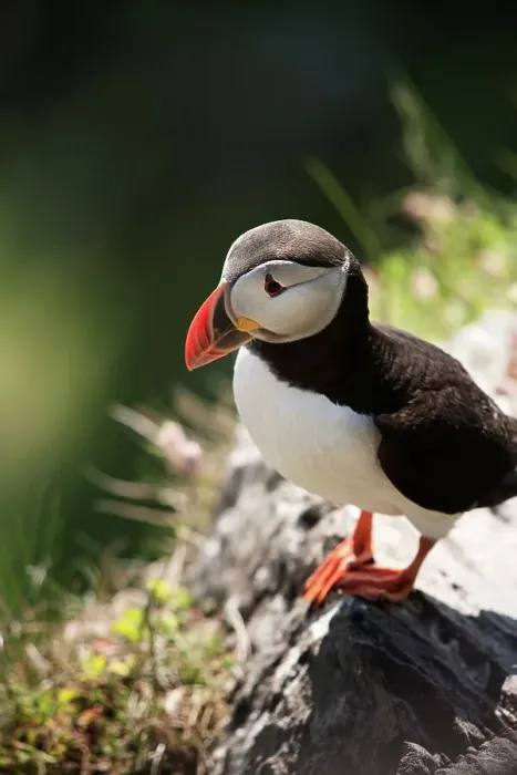 Framed Print : Atlantic puffin (Fratercula arctica) perching on a cliff Framed Print : Atlantic puffin (Fratercula arctica) perching on a cliff